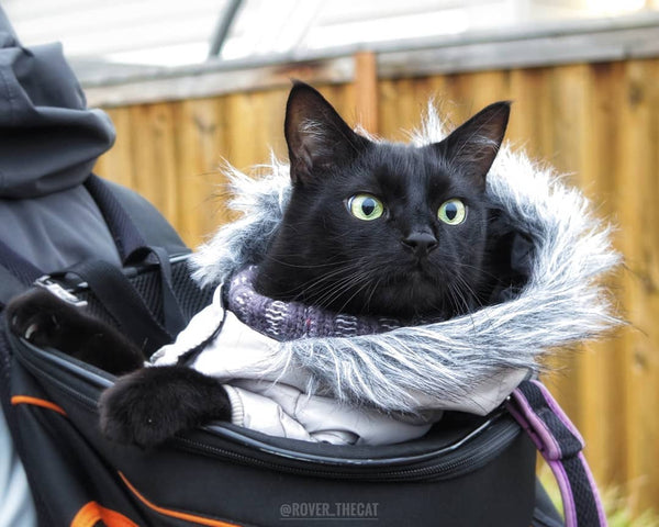 Silver coat with a fur collar