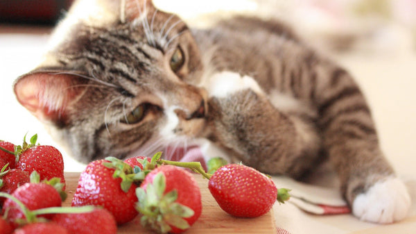Cat with strawberries 