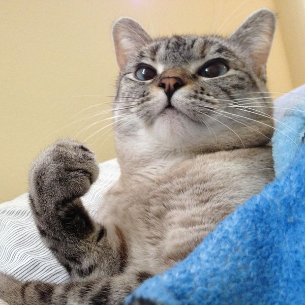 32 cats you didn't know were Instagram famous 