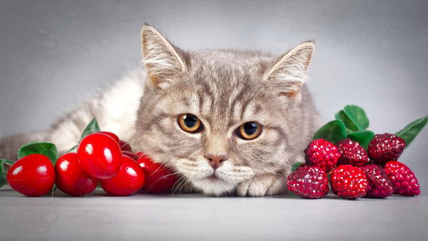 Cat with cherries and raspberries 