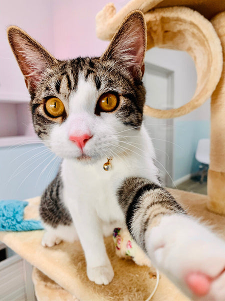 Cat Selfie in Lounge at Pounce Hawaii