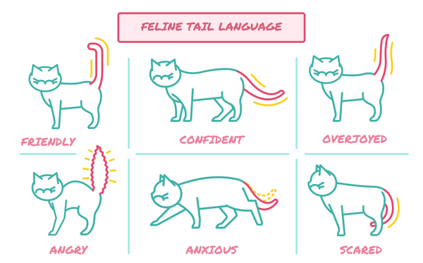 Cat Tail Positions