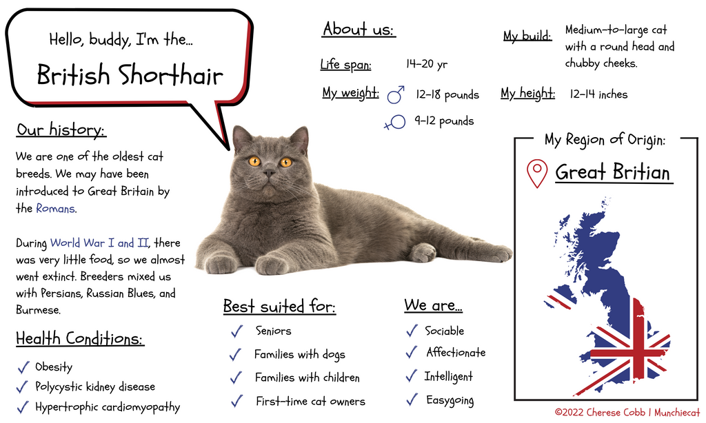 British Shorthair Profile Infographic | Munchiecat 2022