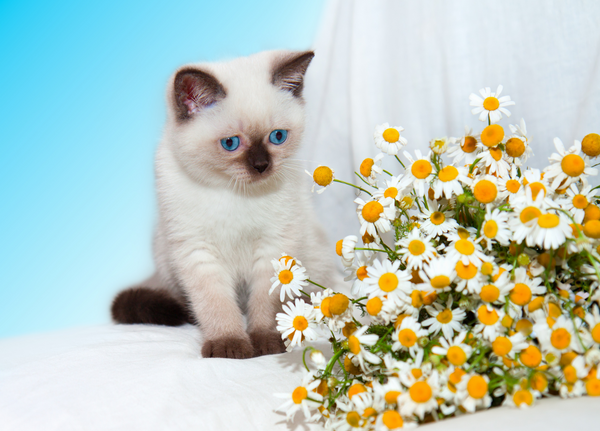 Ragdoll cat beside chamomile flowers.