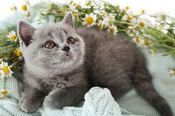 Adorable gray kitten beside chamomile flowers.