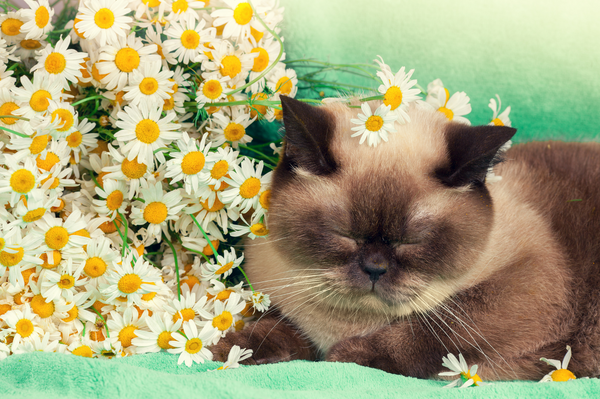 A beautiful Ragdoll cat rests beside chamomile flowers. 