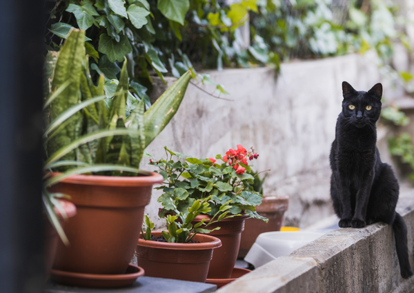 Female black cat sitting beside flower pots. 