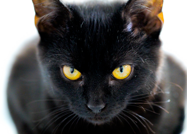 Black cat with golden eyes.