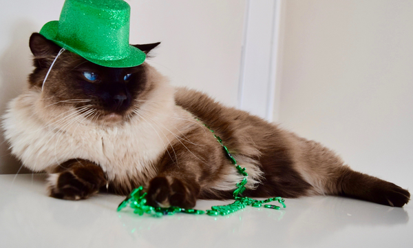 A Ragdoll cat in a green top hat with holding a clover necklance.