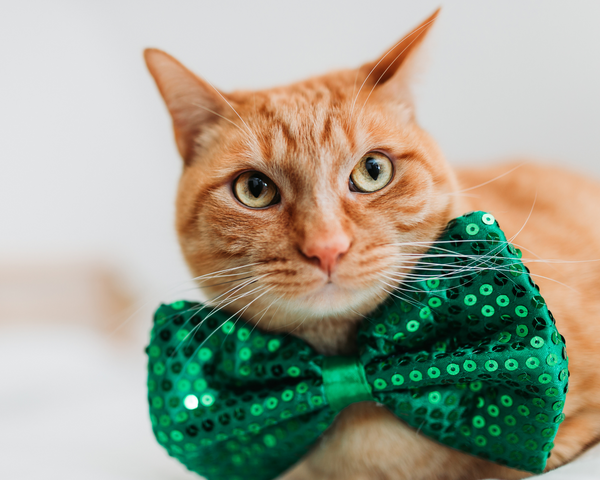 A ginger tabby cat in a sparking green bow tie.