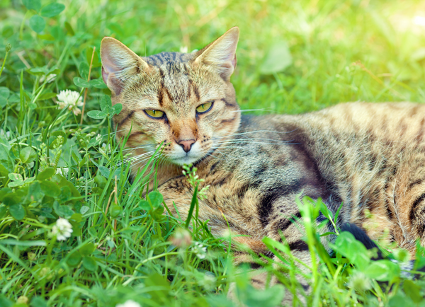 A gray tabby cat laying in a field of clovers.