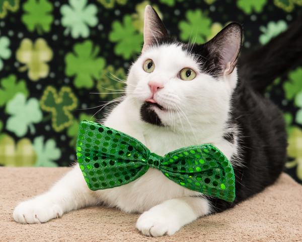 A black and white tuxedo cat with a sparkly green bow tie. 