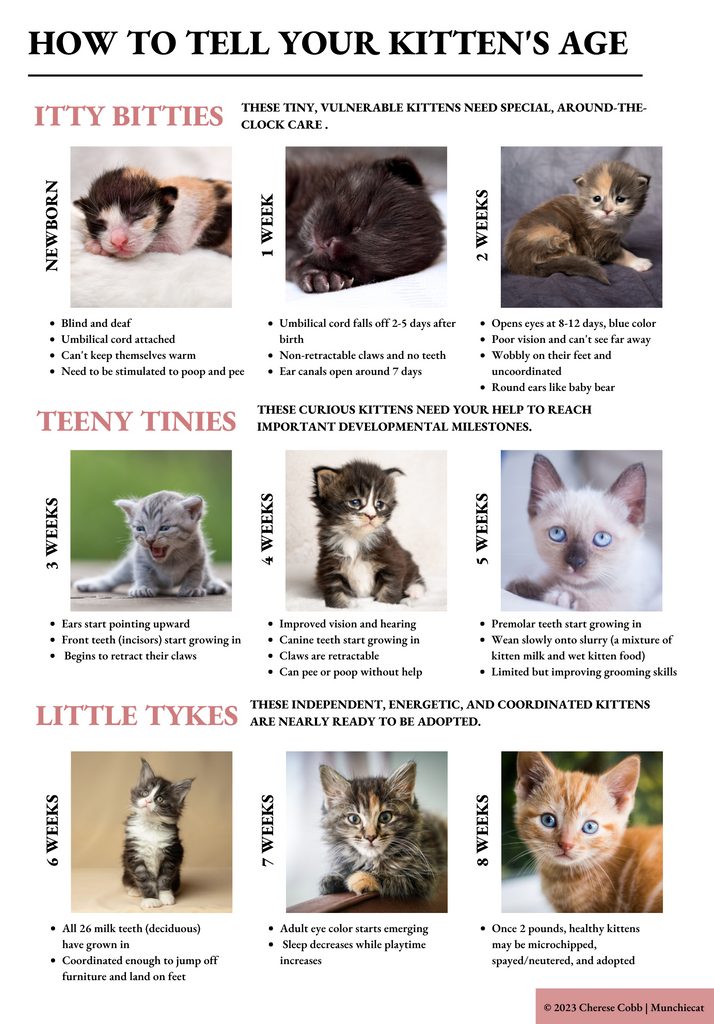 Munchiecat-Kitten Weight and Feeding Chart