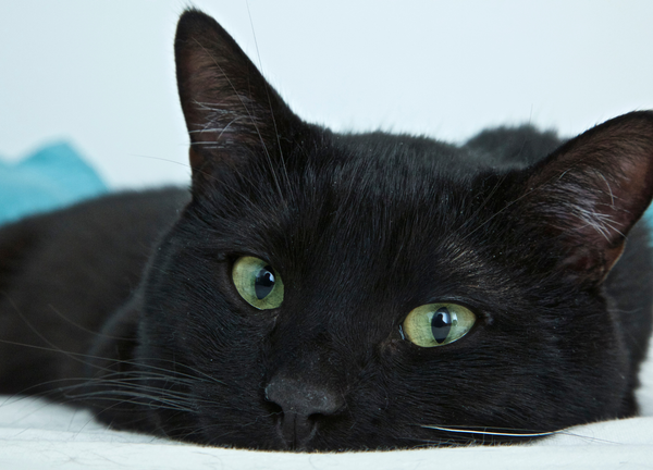 Male black cat with green eyes. 