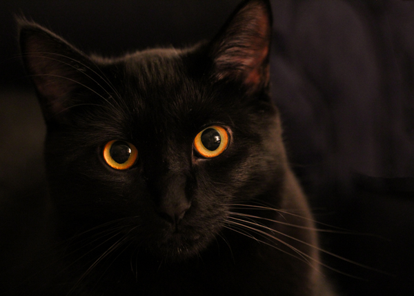 Munchiecat | Portrait of a black cat with gold eyes