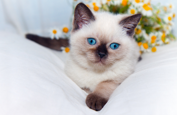 A Ragdoll cat with striking blue eyes lies in front of a bouquet of chamomile.