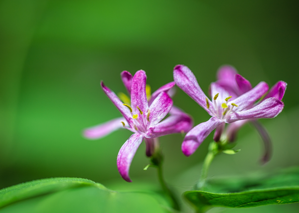 Tatarian honeysuckle