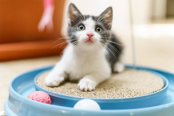 Gray and white kitten laying a blue scratcher ball toy. 