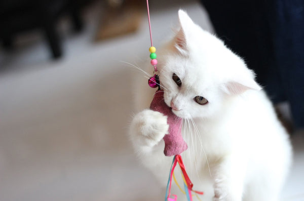 White cat biting pink fish toy. 