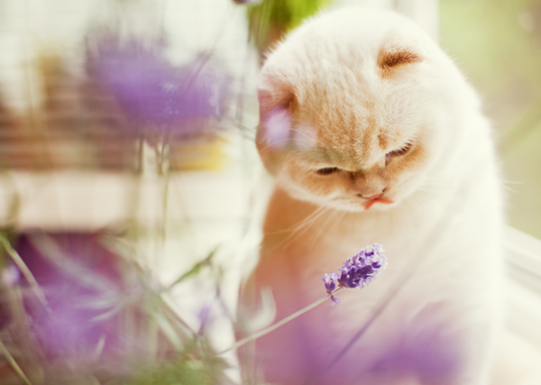 Orange cat sniffing lavender plant.