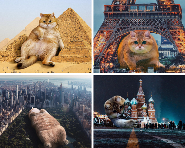 Hosico Cat in Egypt, Paris, Central Park, and Moscow