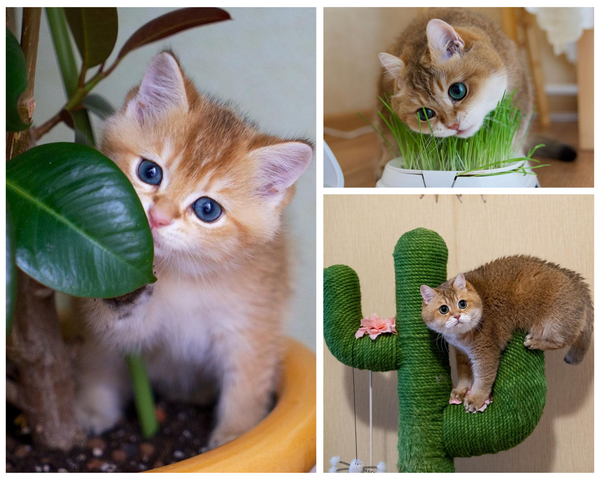 Munchiecat - Hosico Cat with Plants 