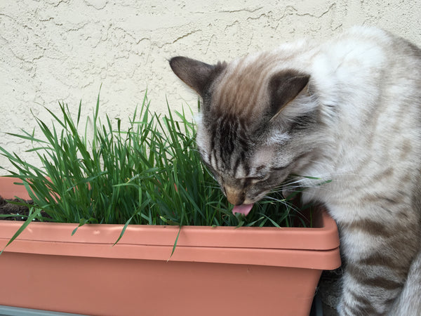 Brown and white cat eating cat grass.