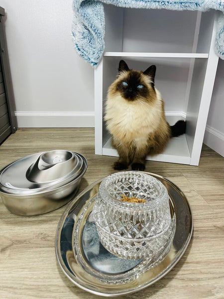 Siamese cat in presidential suite with crystal bowl