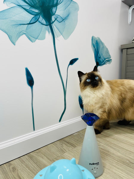 Siamese cat in presidential suite with laser toy 