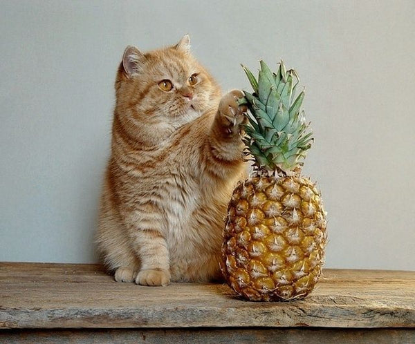 Cat pineapple
