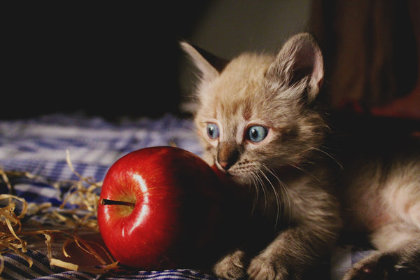 Gato con manzana