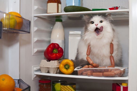 Cat Steal Salami