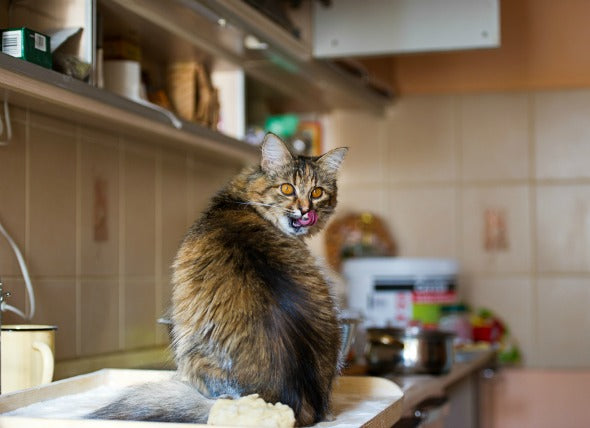 Cat in Kitchen