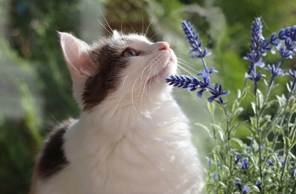 White and brown cat smelling a lavender plant.