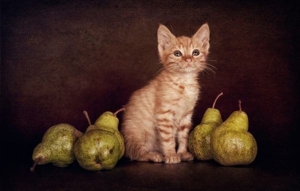 Cat with pears