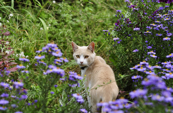 Yellow cat in a lavender field.