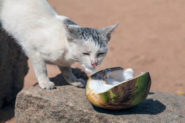 Cat with coconut 