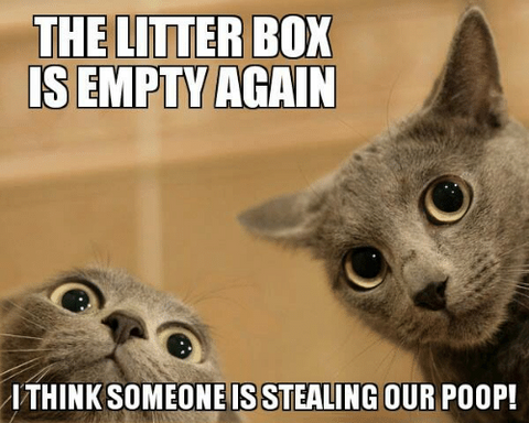 The Litter Box is Empty Again Meme