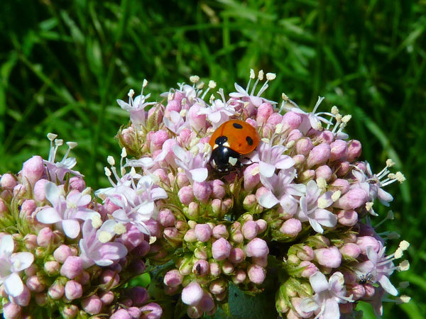 Valerian