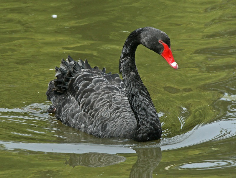 Cisne Negro