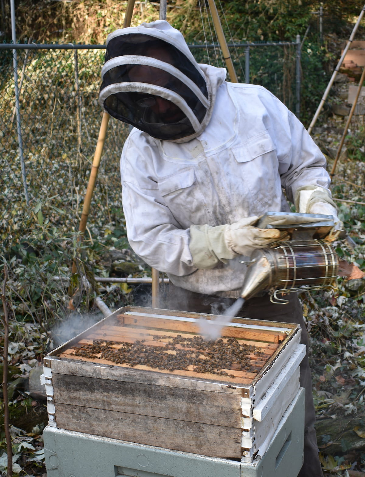 Beekeeper using a bee smoker