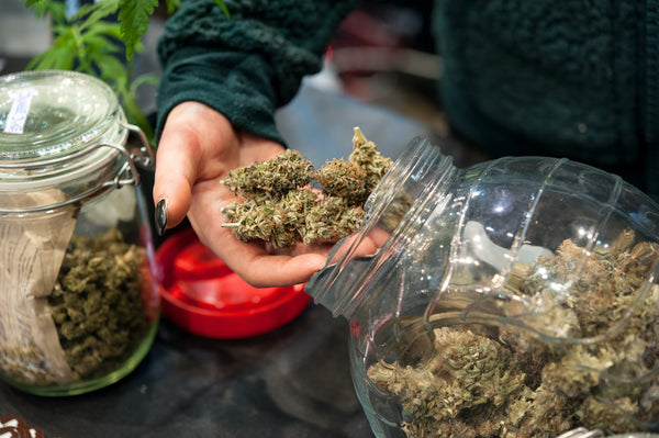 Cannabis bud at dispensary