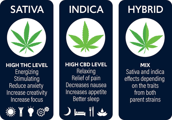 Cannabis strains, Indica, Sativa, Hybrid