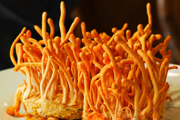 Cordyceps mushroom