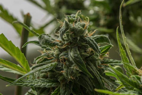 OG Kush medical cannabis hybrid