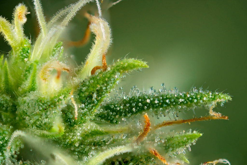 Closeup of cannabis trichomes