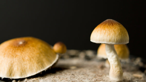 Psilocybin mushrooms