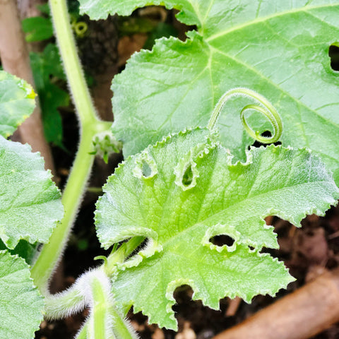 fresh pumpkin leaves in the garden