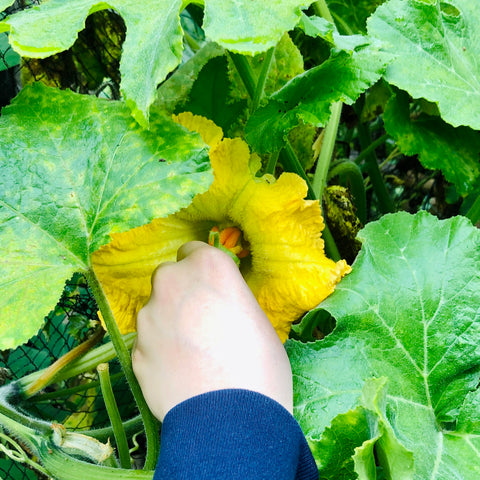 a hand pollinating a pumpkin flower