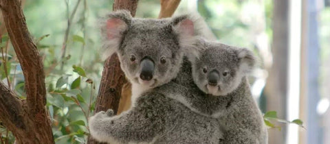 Lone Pine Koala  Sanctuary Brisbane